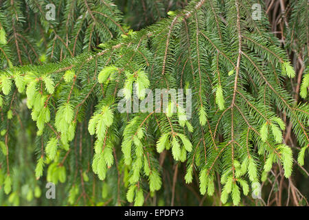 Common Spruce, Christmas Tree, shoot, sprout, sapling, Gewöhnliche Fichte, frische Triebe, Nadeln, Rotfichte, Picea abies Stock Photo