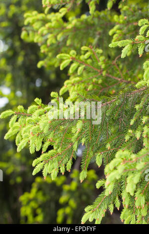 Common Spruce, Christmas Tree, shoot, sprout, sapling, Gewöhnliche Fichte, frische Triebe, Nadeln, Rotfichte, Picea abies Stock Photo