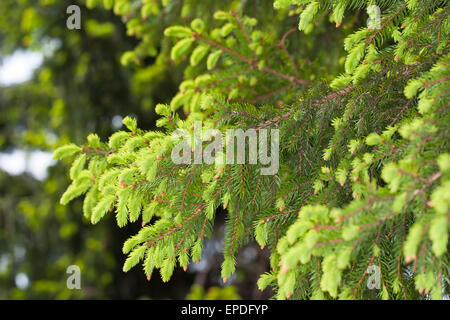 Common Spruce, Christmas Tree, shoot, sprout, sapling, Gewöhnliche Fichte, frische Triebe, Nadeln, Rotfichte, Picea abies Stock Photo