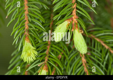 Common Spruce, Christmas Tree, shoot, sprout, sapling, Gewöhnliche Fichte, frische Triebe, Nadeln, Rotfichte, Picea abies Stock Photo
