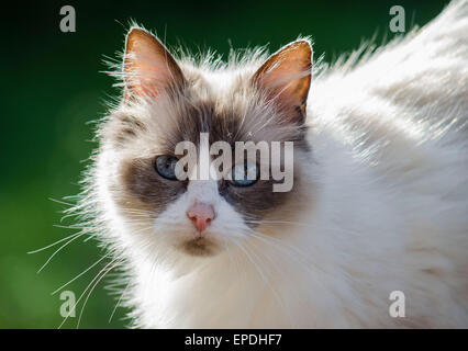 Pictured here is a beautiful Domestic Ragdoll Cat with stunning blue eyes, enjoying the outdoors in the sunshine. Stock Photo