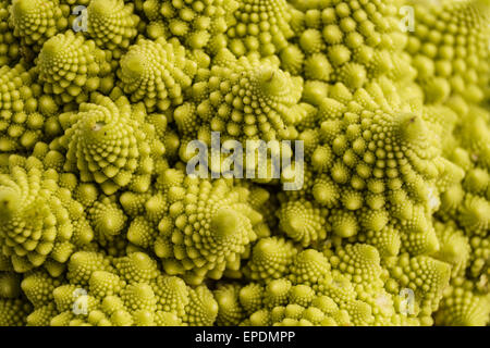 Romanesco Broccoli or cauliflower. closeup and background