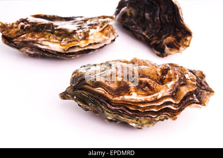 Gourmet fresh french oysters isolated on white Stock Photo