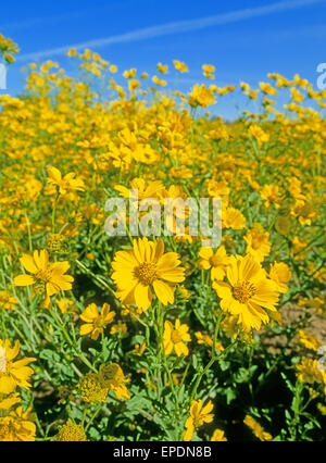 A field of camphorweed, or false goldenaster, Heterotheca subaxillaris, growing along side the highway near the town of Chama, New Mexico