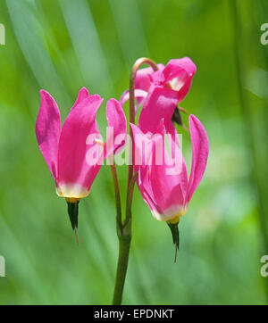 Dodecatheon pulchellum, commonly known as Pretty shooting star, few-flowered shooting star, dark throat shooting star and prairie shooting star Stock Photo