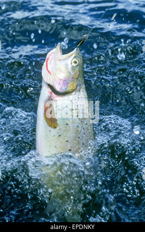 A cutthroat trout being caught on a fly by a fly fisherman in one of the Latir Lakes in the Sangre de Cristo Mountains of northern New Mexico Stock Photo