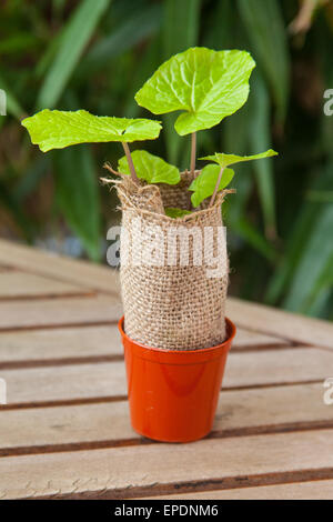 Japanese Wasabi (Wasabia japonica) Plant. Stock Photo