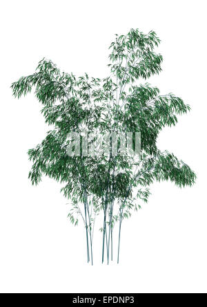 3D digital render of greeen bamboo trees isolated on white background Stock Photo