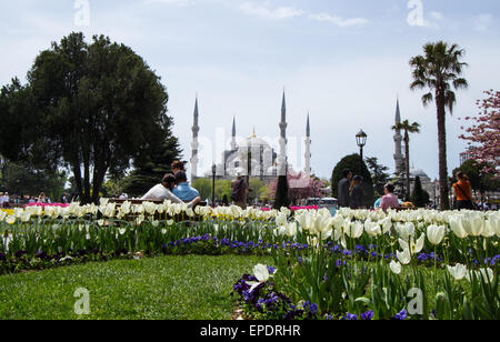 The Blue Mosque rises up behind the many tulips in Sultanahmet Park during the tulip festival Stock Photo