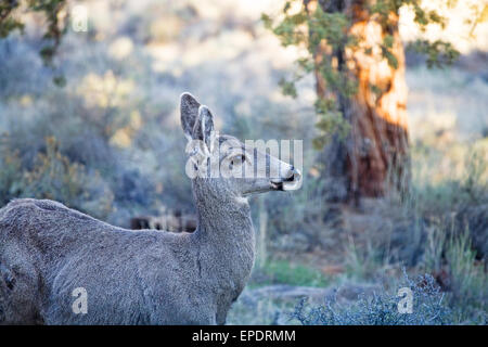 Mule deer female doe searching for browse in early spring in a juniper forest in central Oregon. Stock Photo