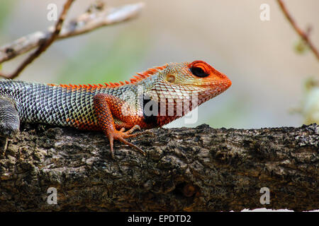 animal, animals, branch, reptile, reptiles, life, cold blooded, sharp, nails, wild life, forest, jungle, resting, climbing, color, eyes, Stock Photo