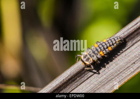 Early stage 7 spot ladybird larvae. Stock Photo