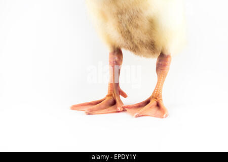 American pekin duckling or Long Island Duck in studio shot photo. This yellow duckling is domesticated for egg production Stock Photo