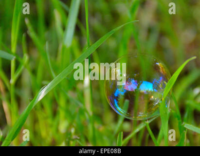 Beautiful translucent bubble resting on blades of grass Stock Photo