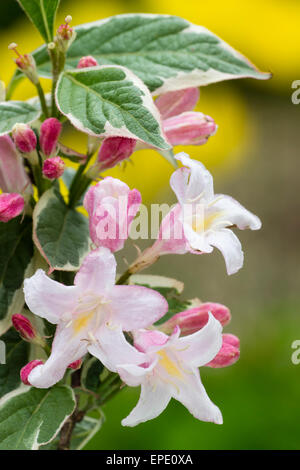 White pink flowers and variegated foliage of the hardy shrub, Weigela Florida 'Variegata' Stock Photo