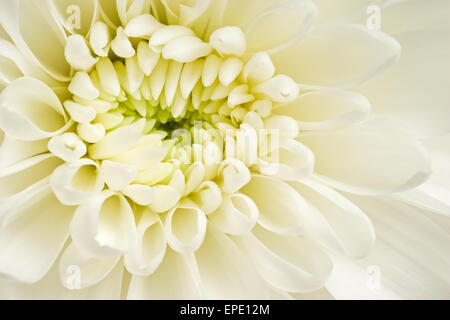 The white chrysanthemum flower, closeup, macro Stock Photo