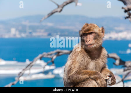 Closeup of barbary macaque monkey in Gibraltar Stock Photo