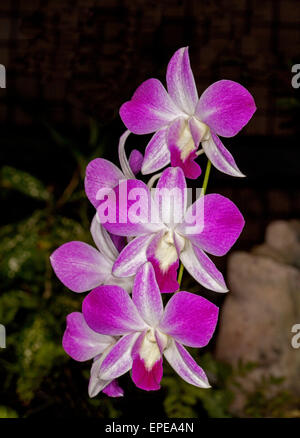 Cluster of spectacular vivid pink / magenta and white orchid flowers of Dendrobium Louisae against dark background Stock Photo