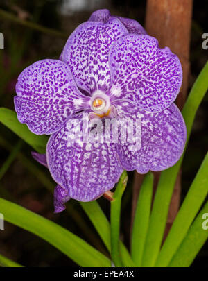 Large, unusual and spectacular purple / blue and white speckled flower of orchid Vanda coerulea hybrid 'Arambeen'with green leaves on dark background Stock Photo