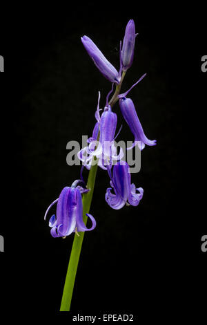 A solitary stem of a bluebell plant showing the bluebells flowers against a black background. Some are fully wide open and others are still closed Stock Photo