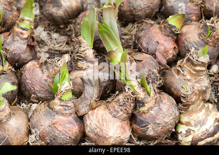 Amaryllis Bulbs on sale at a Dutch market stall Amaryllis Bulbs on sale at a Dutch market stall
