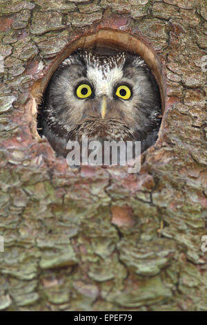 Boreal owl (Aegolius funereus), adult, looking out of its nesting hole in a nesting box, North Rhine-Westphalia, Germany Stock Photo