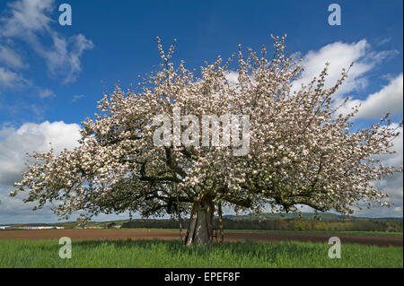 Apple tree (Malus domestica) in blossom, Bavaria, Germany Stock Photo