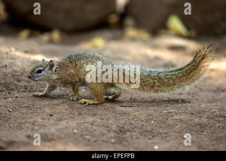 Smith's Bush Squirrel (Paraxerus cepapi), adult, Kruger National Park, South Africa Stock Photo