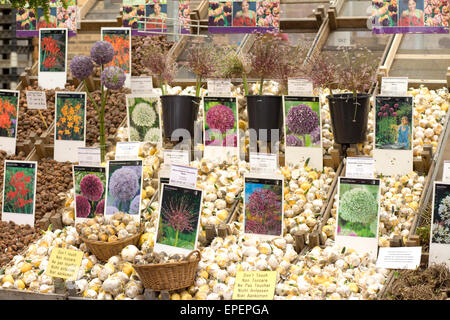 Assortment of Flower Bulbs on sale at a Dutch market stall