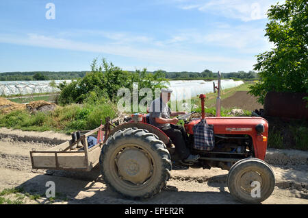 Old man driving a tractor coming back from his morning farm work - Veliko Selo, Serbia, May 9th, 2015 Stock Photo