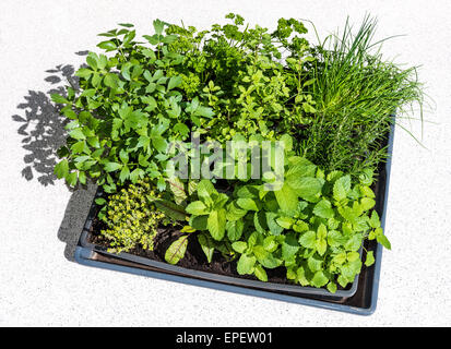 fresh green herbs in containers on balconies rearing growing breed handling in the smallest space parsley chives mint thyme sorr Stock Photo