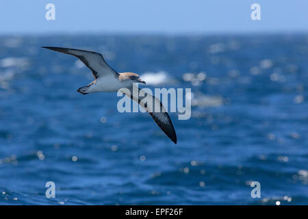 Cape Verde Shearwater Stock Photo