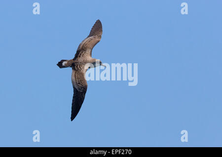 Cape Verde Shearwater Stock Photo