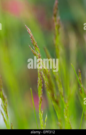Macro photo of grass stems in vertical composition, low depth of focus Stock Photo