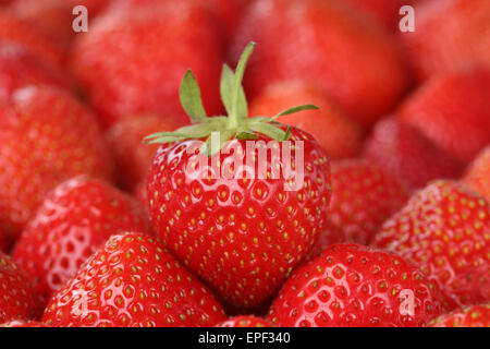 Frische Erdbeeren Stock Photo