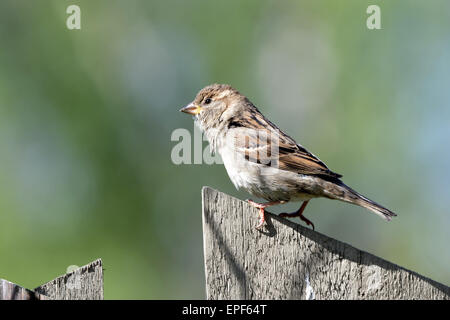 House sparrow (Passer domesticus) is a bird of the sparrow family Passeridae, found in most parts of the world. Stock Photo