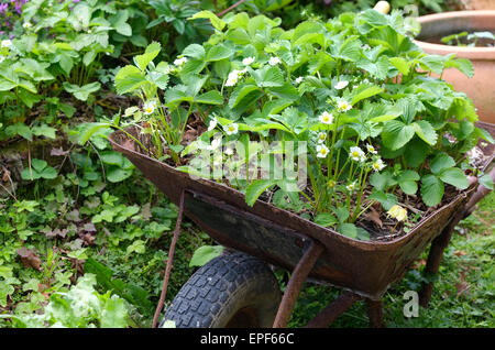 strawberry plants growing in old rusty wheelbarrow Stock Photo