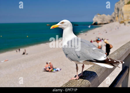 France, Normandy: Seagull sitting on a wooden fence looking to the beach of  Étretat Stock Photo