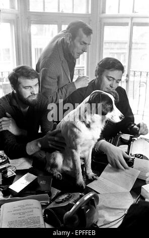 Pickles-the black and white mongrel dog that sniffed-out the location of the World Cup is to have a part in the new spy film 'The Spy with A Cold Nose'. Written by Ray Galton and Alan Simpson and starring Laurence Harvey, Daliah Lavi, Lionel Jefferies and Stock Photo