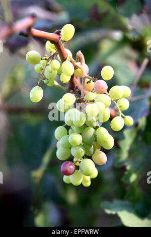 Grapes in the Cremisan winery operated and managed by the Salesian Don Bosco Congregation. Beit Jala near Bethlehem, Palestine Stock Photo