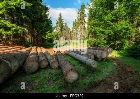 pine log in coniferous forest Stock Photo