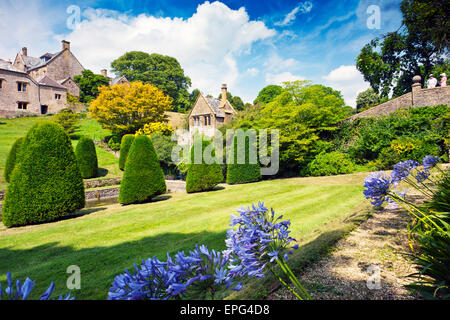 Agapanthus flowers in the borders of the lower garden at Mapperton House, nr Beaminster, Dorset, England, UK Stock Photo