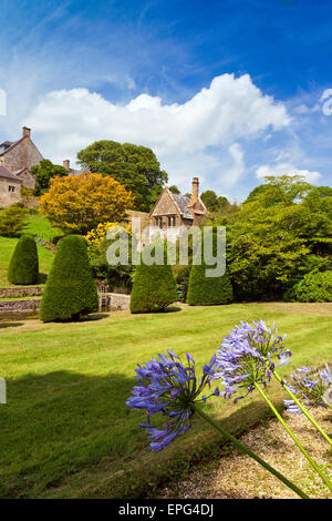 Agapanthus flowers in the borders of the lower garden at Mapperton House, nr Beaminster, Dorset, England, UK Stock Photo