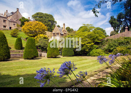 Agapanthus flowers in the borders of the lower garden at Mapperton House, nr Beaminster, Dorset, England, UK Stock Photo