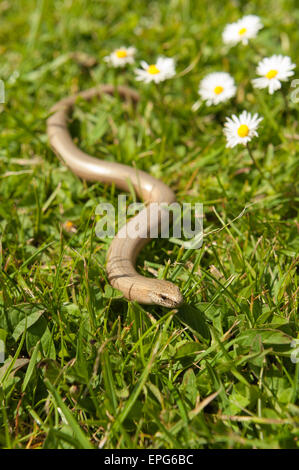 Mature adult slow worm that has in the past shed its tail making its way through lawn meadow grass and daisy flowers Stock Photo