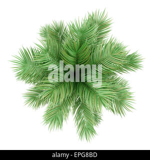 top view of potted palm tree isolated on white Stock Photo