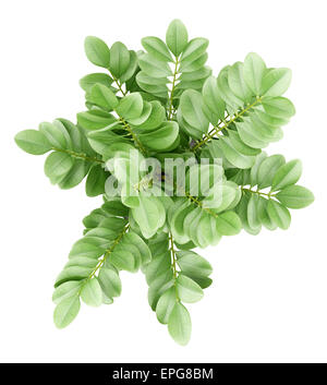 top view of houseplant in pot isolated on white background Stock Photo ...