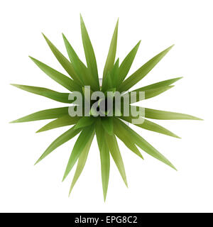 top view of potted palm tree isolated on white Stock Photo