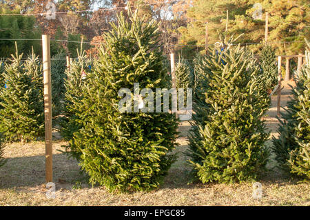 Christmas trees Stock Photo