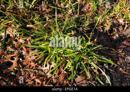 Great woodrush Stock Photo